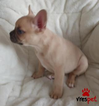 Ράτσα: Γαλλικό Μπουλντόγκ - Bulldog | Ηλικία: 2,5 μηνών | Φύλο: Αρσενικό | Αρ. Microchip: 3467893324 | Εκπαιδευμένο | Περιοχή: Αττική